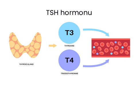 TSH hormonu neçə olmalıdır